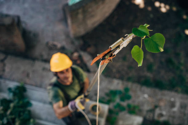 How Our Tree Care Process Works  in Staten Island, NY